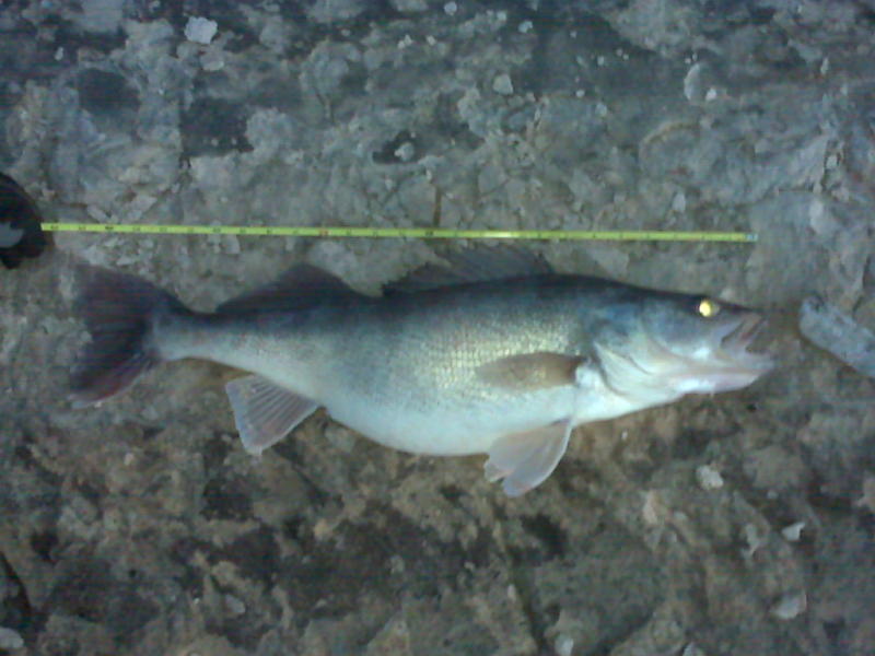 http://www.kansasangler.com/101photos/100315cheneywalleye2.jpg