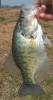 Derby Crappie