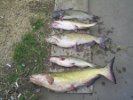 Marion County Catfish