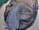 cheney reservoir catfish