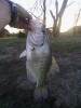 Wichita Crappie