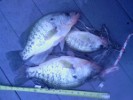 Derby Crappie