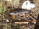 Trout 3