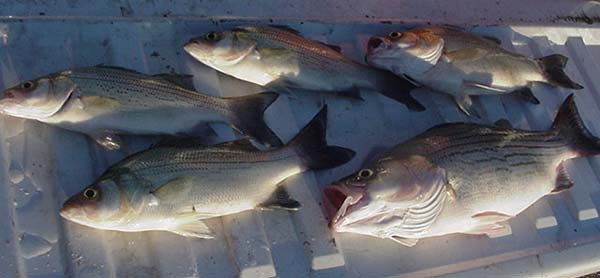 Kansas Fishing Report from Anglers for September - December 2004